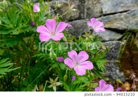 Northern Alps Tateyama/Tsurugidake Flowers and Scenery Hakusanfuurohana Northern Alps Tateyama/Tsurugidake Flowers and Scenery Hakusanfuurohana 94015210