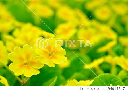Yellow Primula Yellow Primula 94015247