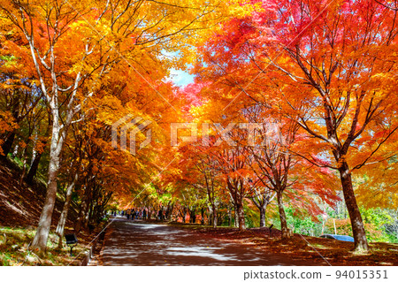 Autumn leaves of Momiji Lake, Minowa Town 94015351