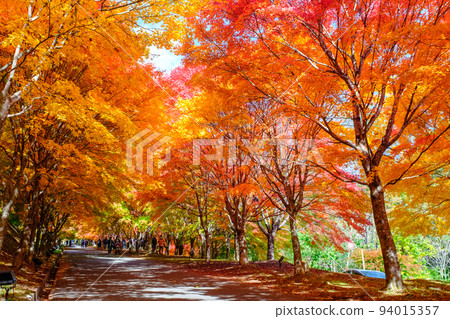 Autumn leaves of Momiji Lake, Minowa Town 94015357