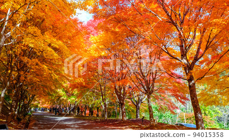 箕輪町紅葉湖的紅葉 箕輪町紅葉湖的紅葉 94015358