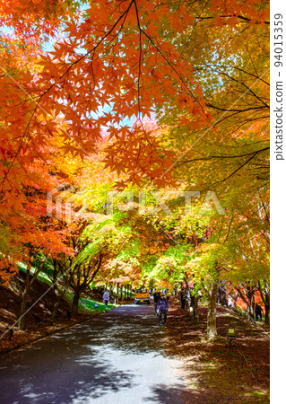 Autumn leaves of Momiji Lake, Minowa Town Autumn leaves of Momiji Lake, Minowa Town 94015359