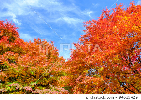 Autumn leaves of Momiji Lake, Minowa Town 94015429