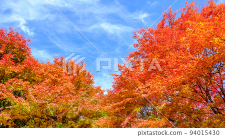 Autumn leaves of Momiji Lake, Minowa Town 94015430