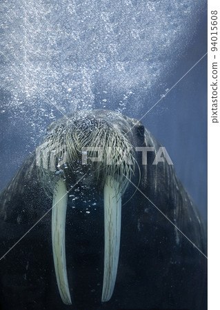 [三重縣鳥羽市，5月]水中的海象鳥羽水族館 94015608