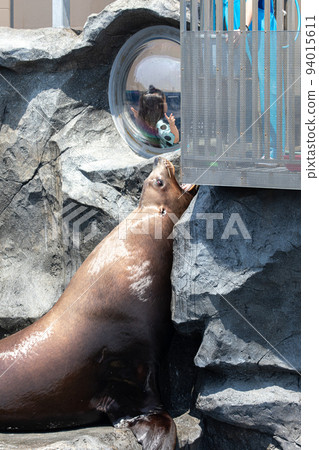 [Toba City, Mie Prefecture, May] Overwhelmingly large sea lion Showtime Toba Aquarium 94015611