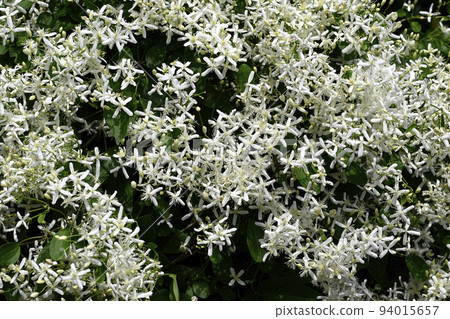 Senninso Senninso 94015657