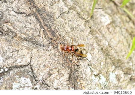 開羅大黃蜂 94015660