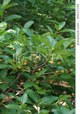 Fruits of Inu Biva 94015700