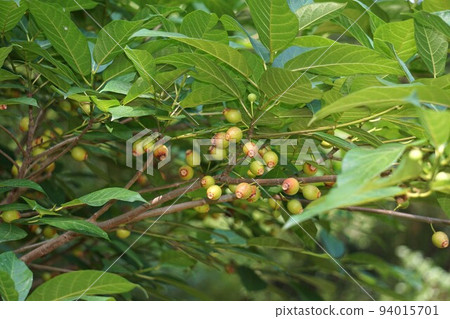 Fruits of Inu Biva 94015701