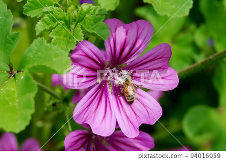 普通骨髓和花粉覆蓋的蜜蜂 94016059