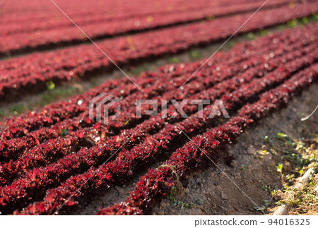 Rows of young red lettuce growing on plantation on spring day 94016325