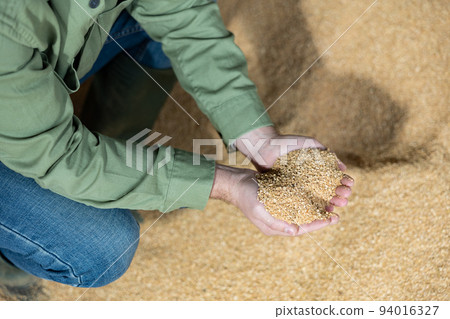 Handful of soybean husk in farmer's hands 94016327