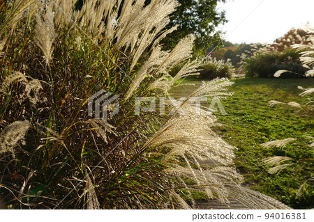 鈴木秋天的風景 鈴木秋天的風景 94016381