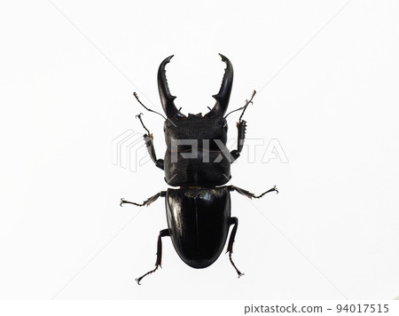 日本最強的平背鍬蟲 94017515