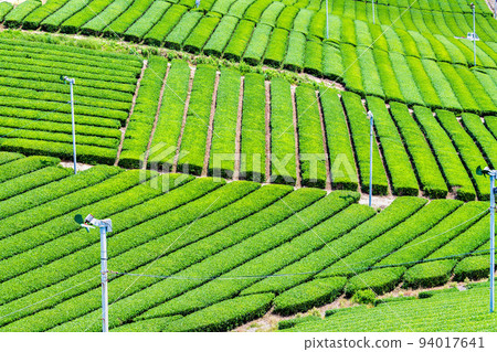 Fukuoka Prefecture's Yame Chuo Grand Tea Garden - Vast expanses of tea plantation - 94017641