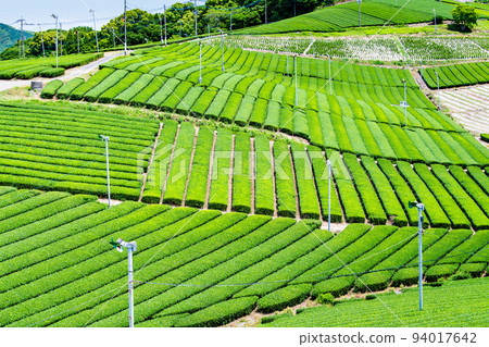Fukuoka Prefecture's Yame Chuo Grand Tea Garden - Vast expanses of tea plantation - 94017642