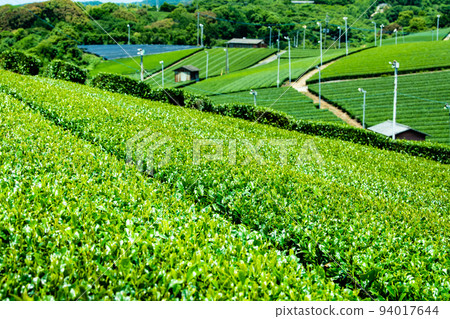 Fukuoka Prefecture's Yame Chuo Grand Tea Garden - Vast expanses of tea plantation - 94017644