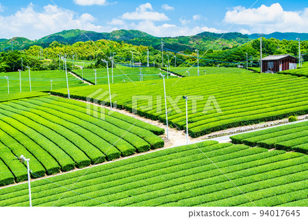 Fukuoka Prefecture's Yame Chuo Grand Tea Garden - Vast expanses of tea plantation - Fukuoka Prefecture's Yame Chuo Grand Tea Garden - Vast expanses of tea plantation - 94017645