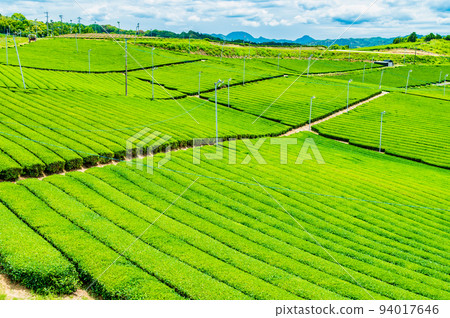 福岡縣八女中央大茶園 - 廣闊的茶園 - 94017646