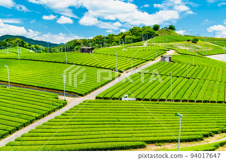 Fukuoka Prefecture's Yame Chuo Grand Tea Garden - Vast expanses of tea plantation - Fukuoka Prefecture's Yame Chuo Grand Tea Garden - Vast expanses of tea plantation - 94017647