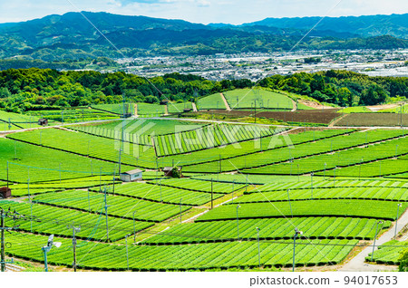 Fukuoka Prefecture's Yame Chuo Grand Tea Garden - Vast expanses of tea plantation - 94017653