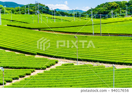 Fukuoka Prefecture's Yame Chuo Grand Tea Garden - Vast expanses of tea plantation - 94017656