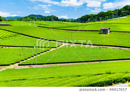 Fukuoka Prefecture's Yame Chuo Grand Tea Garden - Vast expanses of tea plantation - Fukuoka Prefecture's Yame Chuo Grand Tea Garden - Vast expanses of tea plantation - 94017657