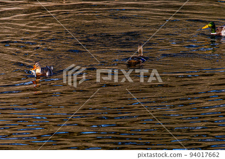 Preying on duck fish? 94017662