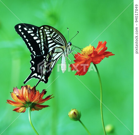 Beautiful yellow cosmos and butterflies vertical rectangular composition 94017849