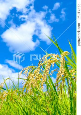 Autumn rice 94017878
