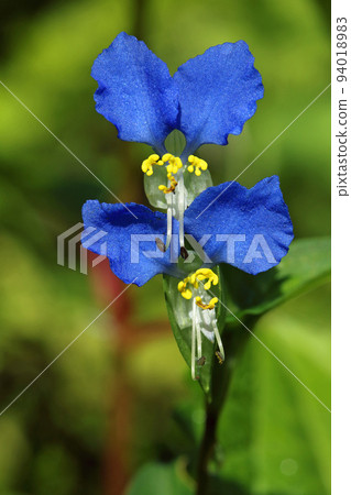 Tsuyukusa's flower motorcycle, Tadami Town, Fukushima Prefecture 94018983