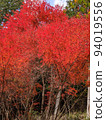 Autumn leaves 94019556