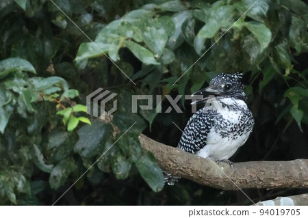 冠魚狗 冠魚狗 94019705