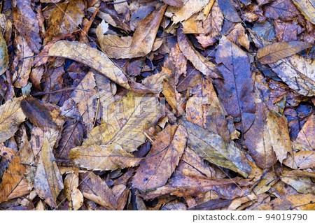 lots of wet fallen leaves lots of wet fallen leaves 94019790