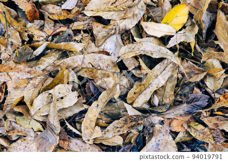 lots of wet fallen leaves lots of wet fallen leaves 94019791