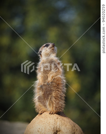 狐獴 狐獴 94020259