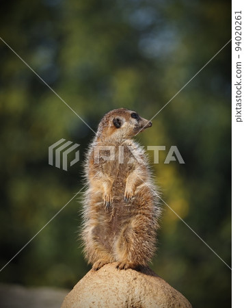 meerkat  94020261