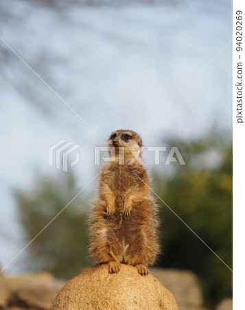 meerkat  94020269