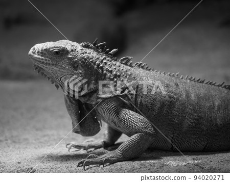 iguana iguana 94020271