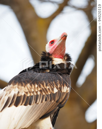 vulture in zoo vulture in zoo 94020319