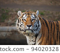 tiger 94020328