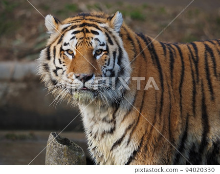 tiger 94020330