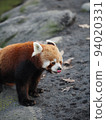 Zoo Lesser Panda 94020331