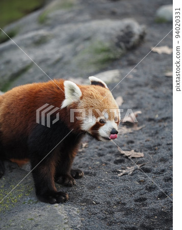 Zoo Lesser Panda 94020331