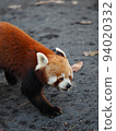 Zoo Lesser Panda 94020332
