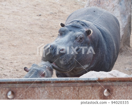 hippopotamus 94020335