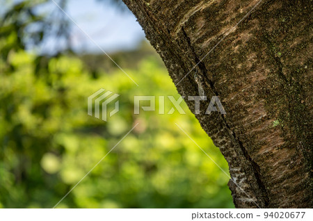 A cicada clinging to a tree 94020677