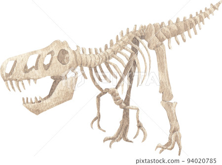 Cartoon fossils icon. Dinosaurs fossilization,bonesl.aleontology digging, animal skeleton museum watercolor illustration 94020785