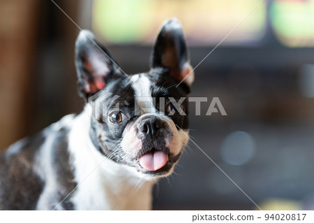 波士頓梗 94020817